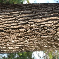 Manilkara hexandra (Roxb.) Dubard